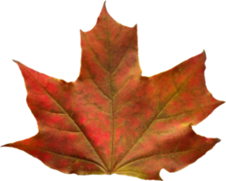 Autumn maple leaf. png