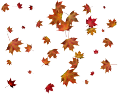 Background with autumn maple leaves. png