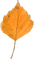 l'automne bouleau feuille. png