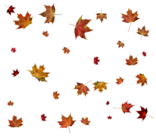 Autumn maple leaves. png