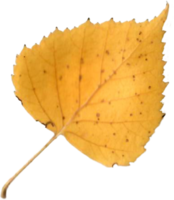 autunno betulla foglia. png