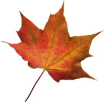 Autumn maple leaf. png