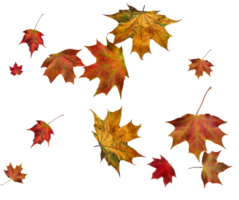 Backdrop with autumn maple leaves png