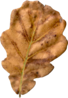 autunno quercia foglia. png