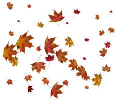 Autumn maple leaves. png