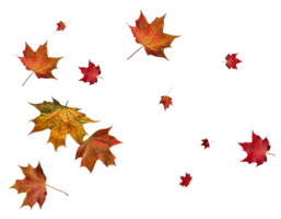 Backdrop with autumn maple leaves png