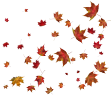 Background with autumn maple leaves. png