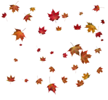 Background with autumn maple leaves. png