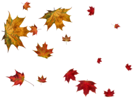 Backdrop with autumn maple leaves png