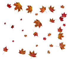 Backdrop with autumn maple leaves png