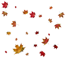 Background with autumn maple leaves. png