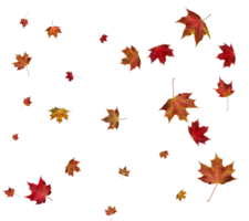 Autumn maple leaves. png