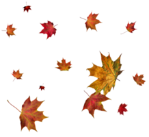 Backdrop with autumn maple leaves png