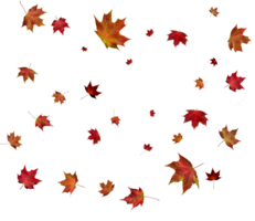 Autumn maple leaves. png