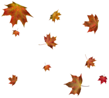 Backdrop with autumn maple leaves png