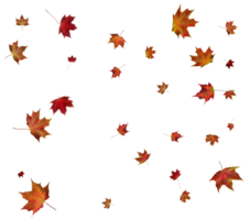 Background with autumn maple leaves. png