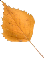 Autumn birch leaf. png