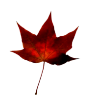 Autumn maple leaf. png