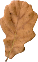 otoño roble hoja. png