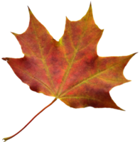 Autumn maple leaf. png