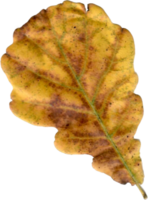 Autumn oak leaf. png