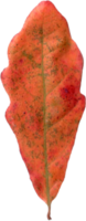 Autumn oak leaf. png