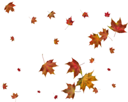 Background with autumn maple leaves. png