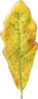 Autumn oak leaf. png
