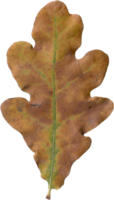 autunno quercia foglia. png