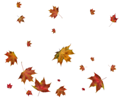 Hintergrund mit Herbst Ahorn Blätter. png