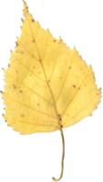 autunno betulla foglia. png