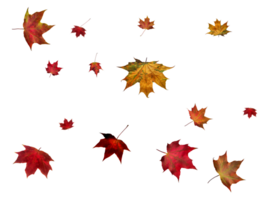 Backdrop with autumn maple leaves png