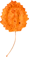 autunno pioppo tremolo foglia. png