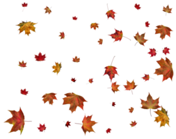 Autumn maple leaves. png