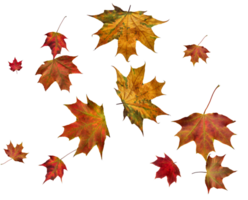 Backdrop with autumn maple leaves png