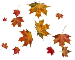 Hintergrund mit Herbst Ahorn Blätter png