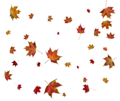 Backdrop with autumn maple leaves png