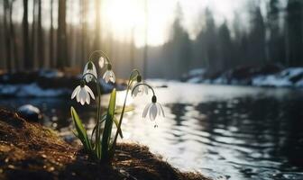 AI generated Beautiful snowdrop flowers growing in forest, closeup. Early spring. Selective focus, bokeh light photo