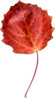 Herbst Espe Blatt. png