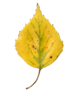 Autumn birch leaf. png