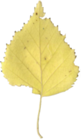 Herbst Birke Blatt. png
