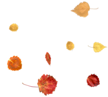 Bright autumn leaves, natural colors. png