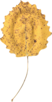 autunno pioppo tremolo foglia. png