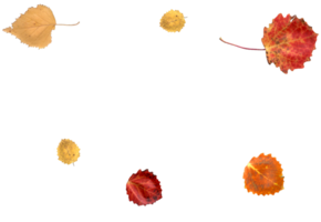 Real autumn leaves in natural colors. png