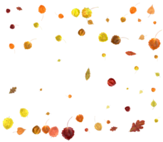 Natural autumn leaves. png