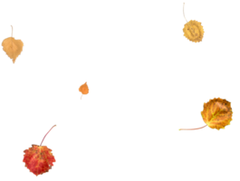 Bright and colorful falling autumn leaves. png