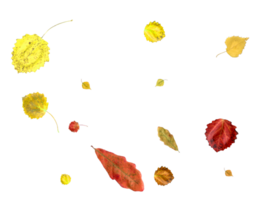 Bright and colorful falling autumn leaves. png