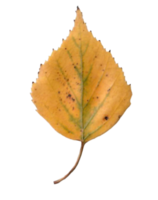 l'automne bouleau feuille. png