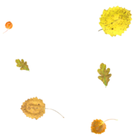 Bright autumn leaves, natural colors. png