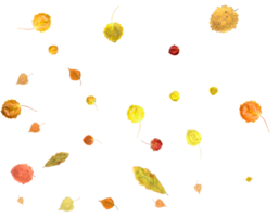 Bright autumn texture from falling natural leaves. png